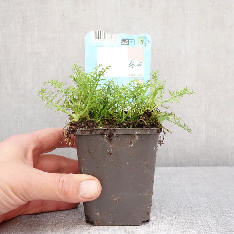 Exemplaar van Oenanthe aquatica - Watertorkruid Kweekpotje van 8/9 cm zoals geleverd in de lente