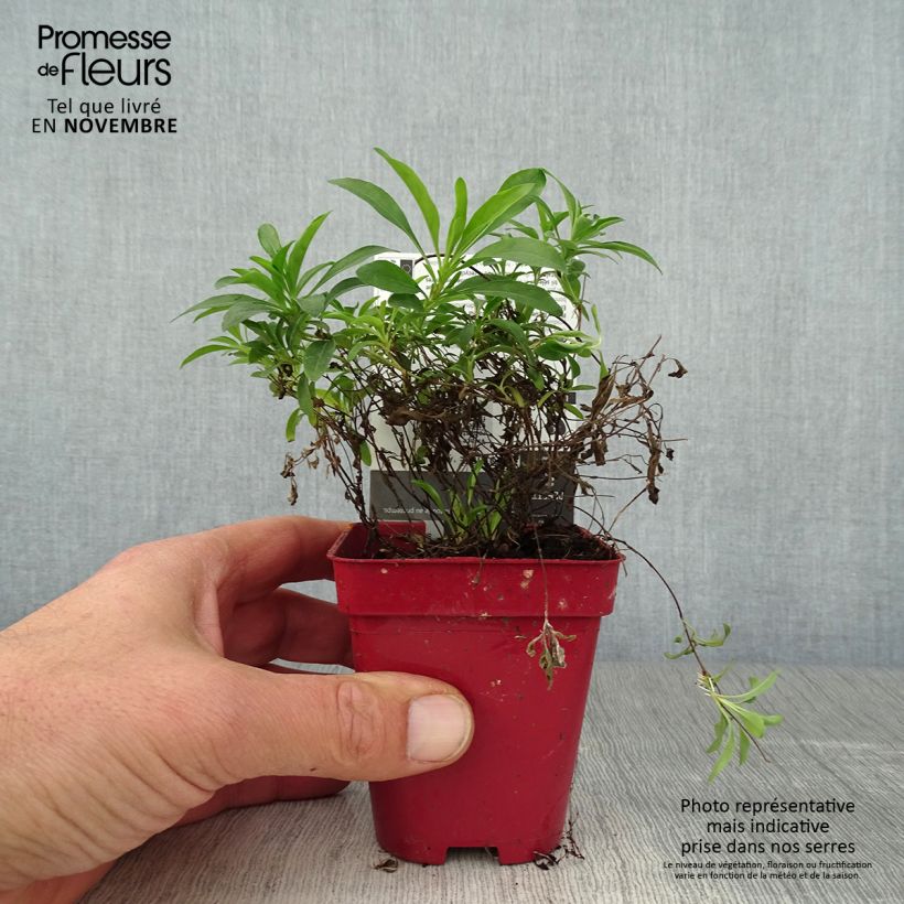 Exemplaar van Oenothera African Sun - Onagre hybride  Godet de 8/9 cm zoals geleverd in de herfst
