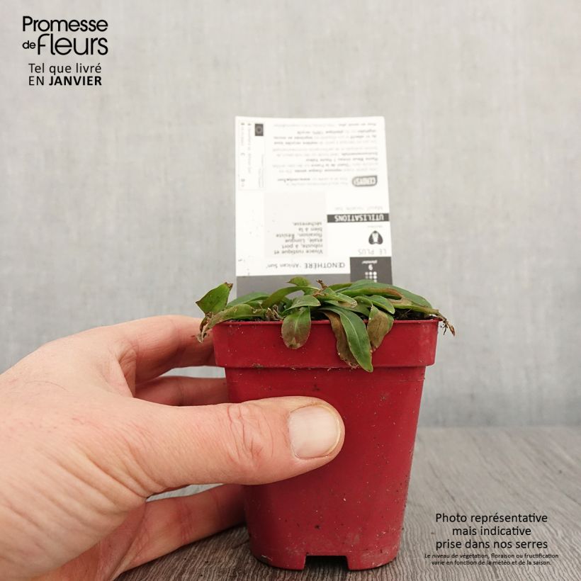 Example of Oenothera African Sun - Teunisbloem Kweekpotje van 8/9 cm as you get in hiver