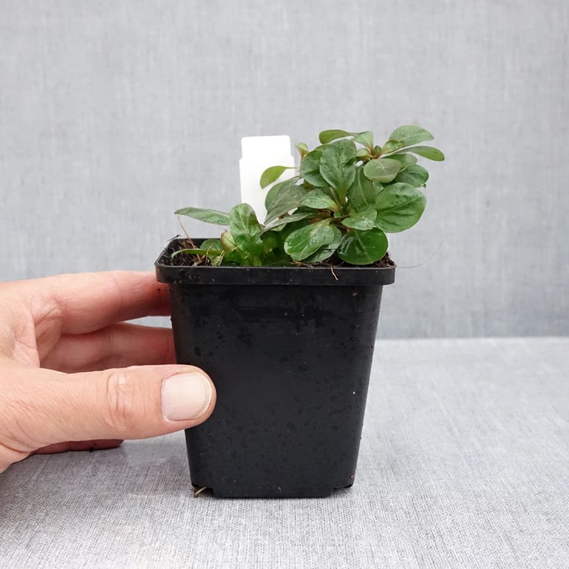 Exemplaar van Oenothera fruticosa Hohes Licht - Teunisbloem Kweekpotje van 8/9 cm zoals geleverd in de herfst