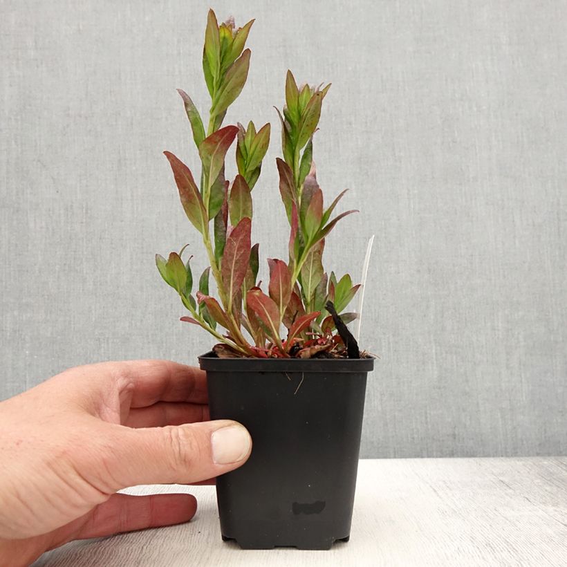 Exemplaar van Oenothera fruticosa Hohes Licht - Teunisbloem Kweekpotje van 8/9 cm zoals geleverd in de lente