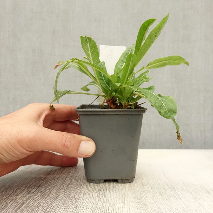 Exemplaar van Oenothera glazioviana - Grote teunisbloem Kweekpotje van 8/9 cm zoals geleverd in de herfst