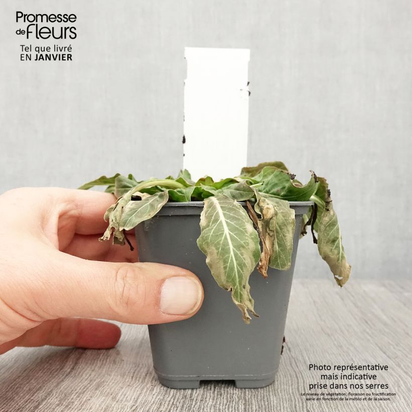 Example of Oenothera glazioviana - Onagre de Lamarck Kweekpotje van 8/9 cm as you get in hiver