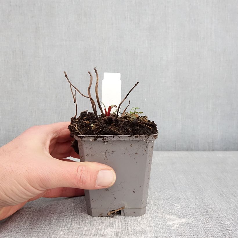 Example of Oenothera missouriensis - Onagre du Missouri Kweekpotje van 7/8 cm as you get in hiver