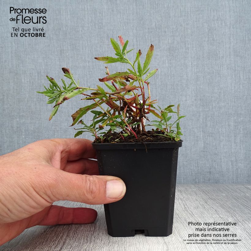 Exemplaar van Oenothera speciosa Siskiyou - Teunisbloem Kweekpotje van 8/9 cm zoals geleverd in de herfst