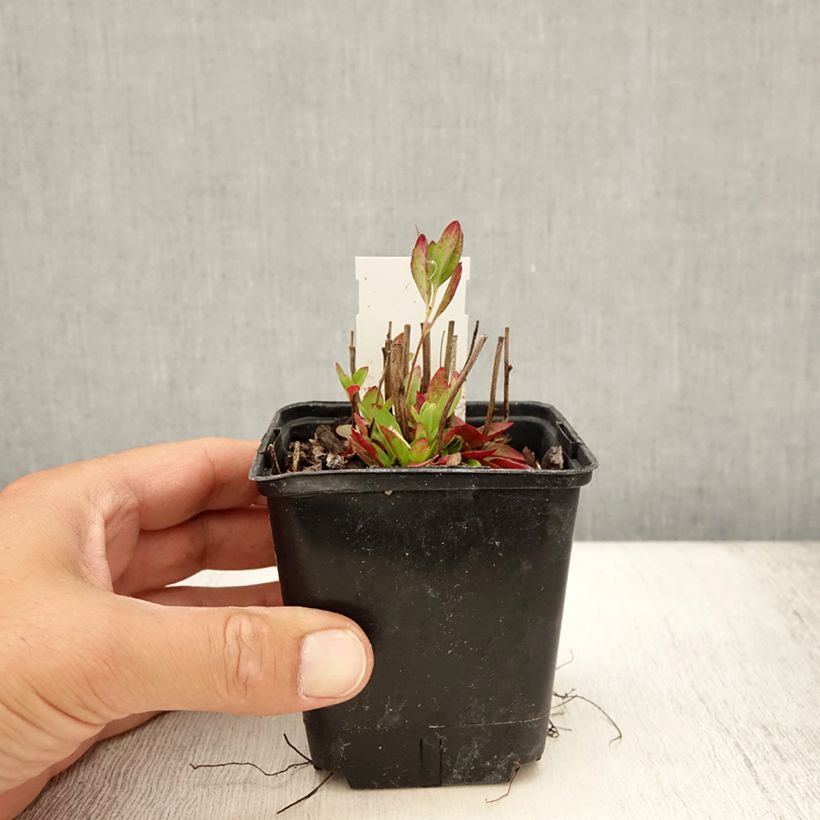 Exemplaar van Oenothera tetragona - Teunisbloem Kweekpotje van 8/9 cm zoals geleverd in de zomer