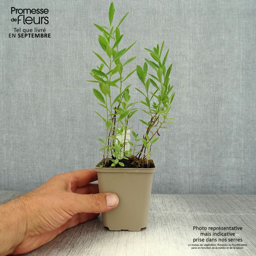 Exemplaar van Oenothera speciosa Twilight - Teunisbloem Kweekpotje van 8/9 cm zoals geleverd in de zomer