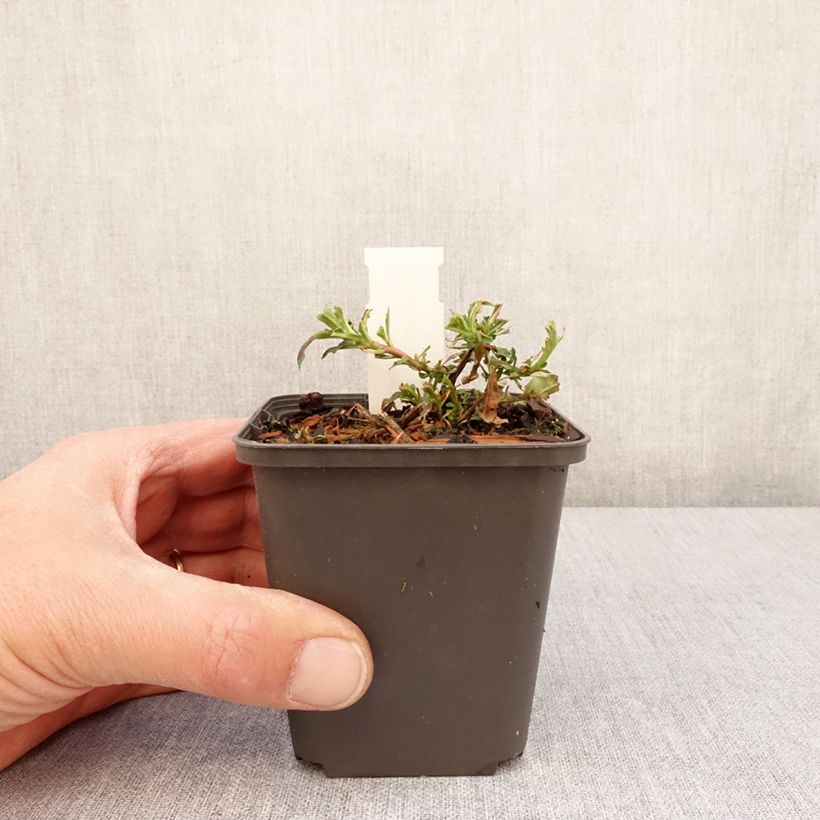 Exemplaar van Oenothera speciosa Twilight - Teunisbloem Kweekpotje van 8/9 cm zoals geleverd in de lente