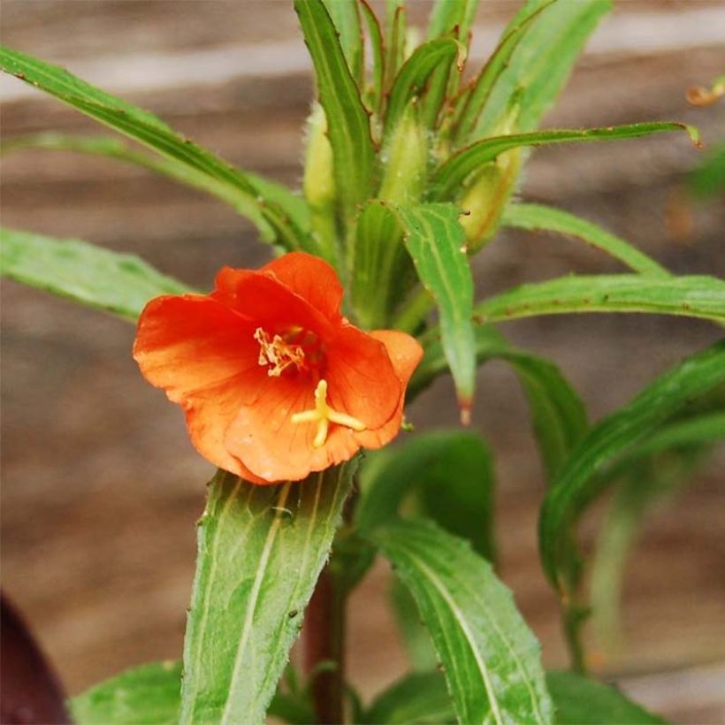 Oenothera versicolor - Teunisbloem (Flowering)