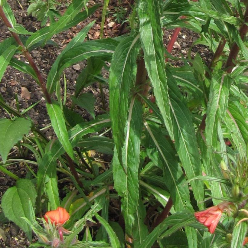 Oenothera versicolor - Teunisbloem (Foliage)