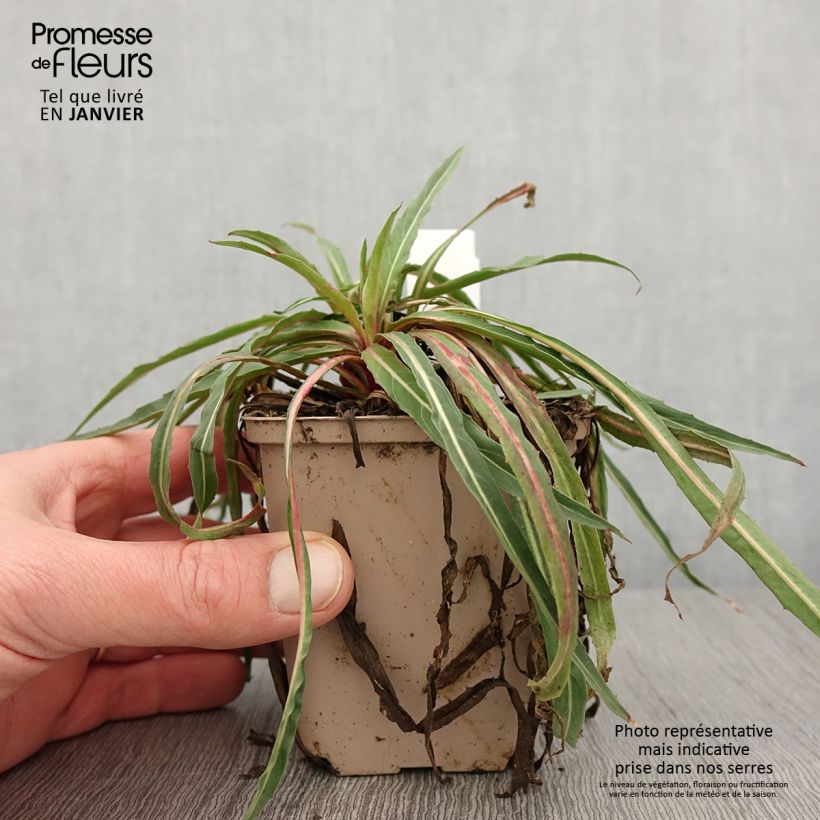 Exemplaar van Oenothera stricta Sulphurea - Teunisbloem Kweekpotje van 8/9 cm zoals geleverd in de winter