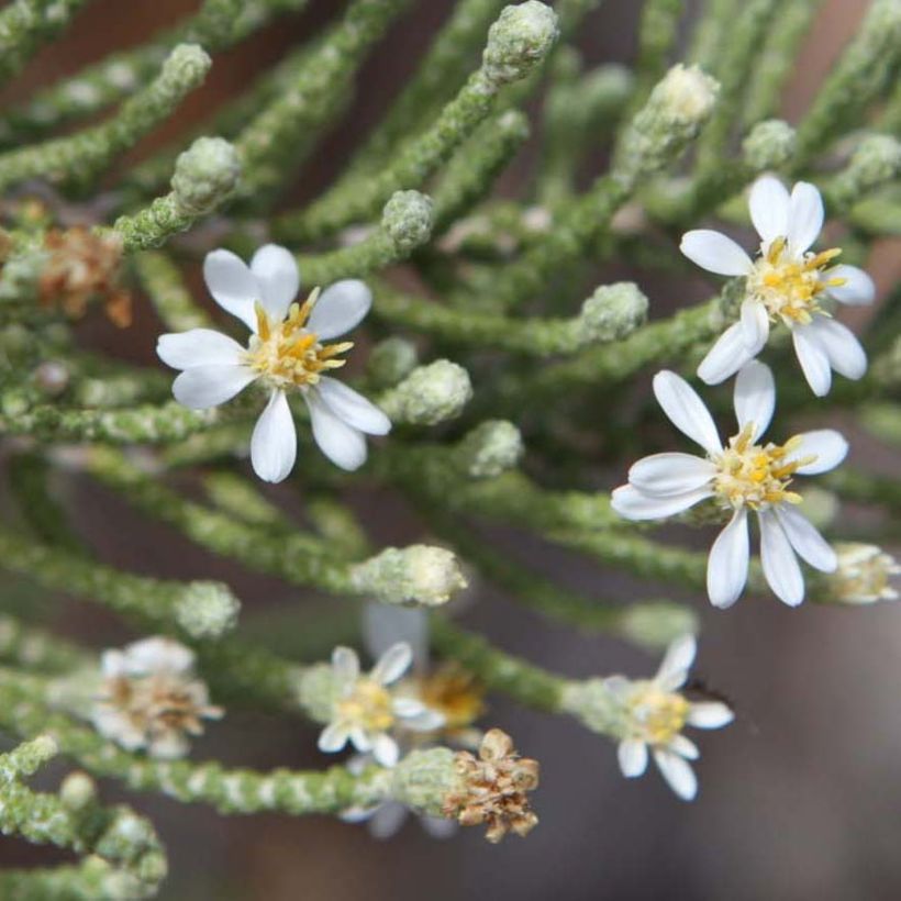 Olearia lepidophylla - Boomaster (Flowering)
