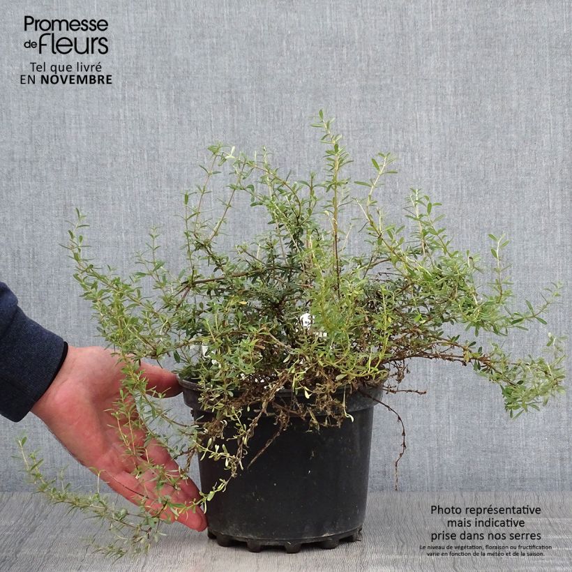 Exemplaar van Olearia solandri Aurea - Boomaster Pot van 2 l/3 l zoals geleverd in de herfst