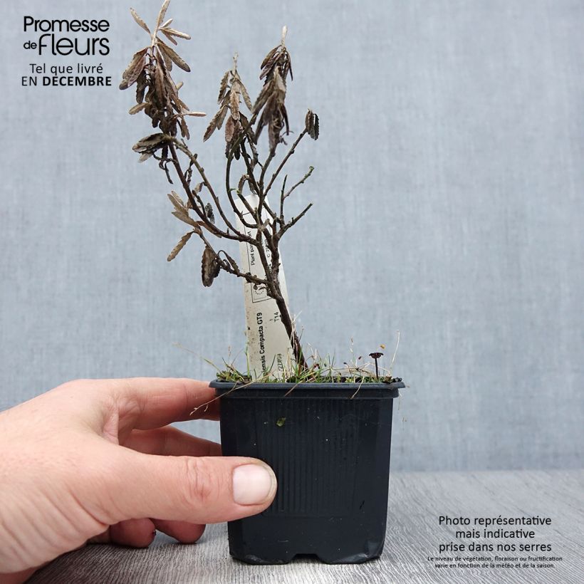 Example of Olearia x scilloniensis Compacta - Aster en arbre Kweekpotje van 8/9 cm as you get in hiver