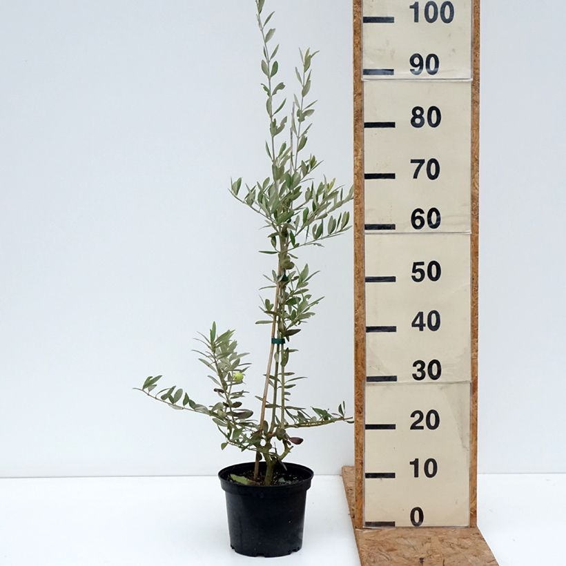 Exemplaar van Olijfboom Aglandau Pot van 3 l/4 l zoals geleverd in de herfst
