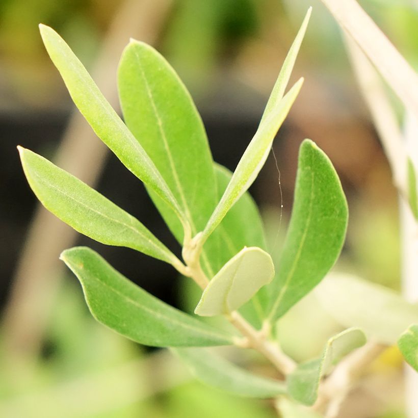 Olijfboom Frantoio (Blad)