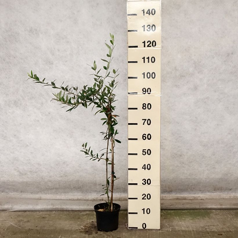 Exemplaar van Olijfboom Frantoio Pot van 3 l/4 l zoals geleverd in de herfst