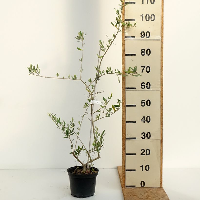 Exemplaar van Olijfboom Frantoio Pot van 3 l/4 l zoals geleverd in de zomer