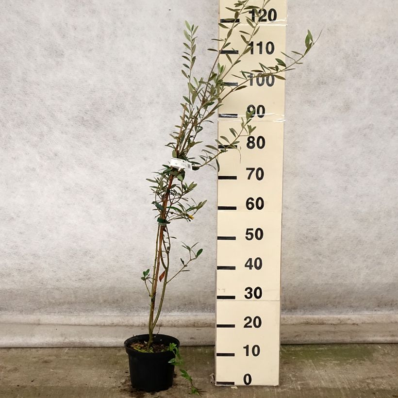 Exemplaar van Olijfboom Olea europaea Grossanne Pot van 3 l/4 l zoals geleverd in de herfst