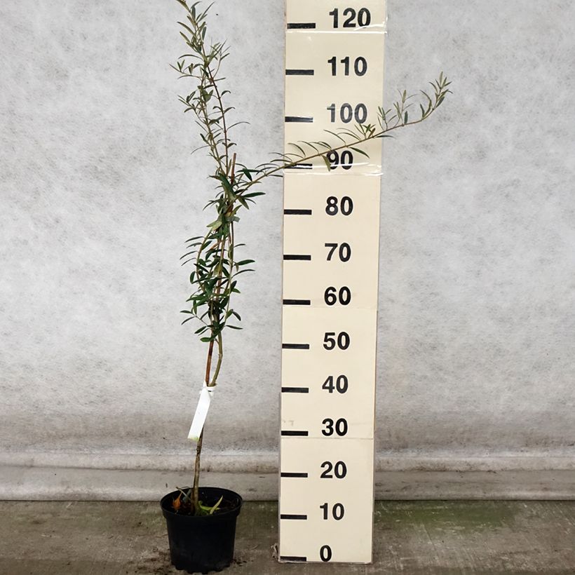 Exemplaar van Olijfboom Lucques Pot van 3 l/4 l, Pol zoals geleverd in de herfst