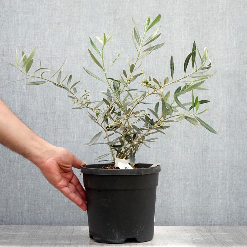 Exemplaar van Olijfboom Negrette Pot van 4 l/5 l zoals geleverd in de zomer