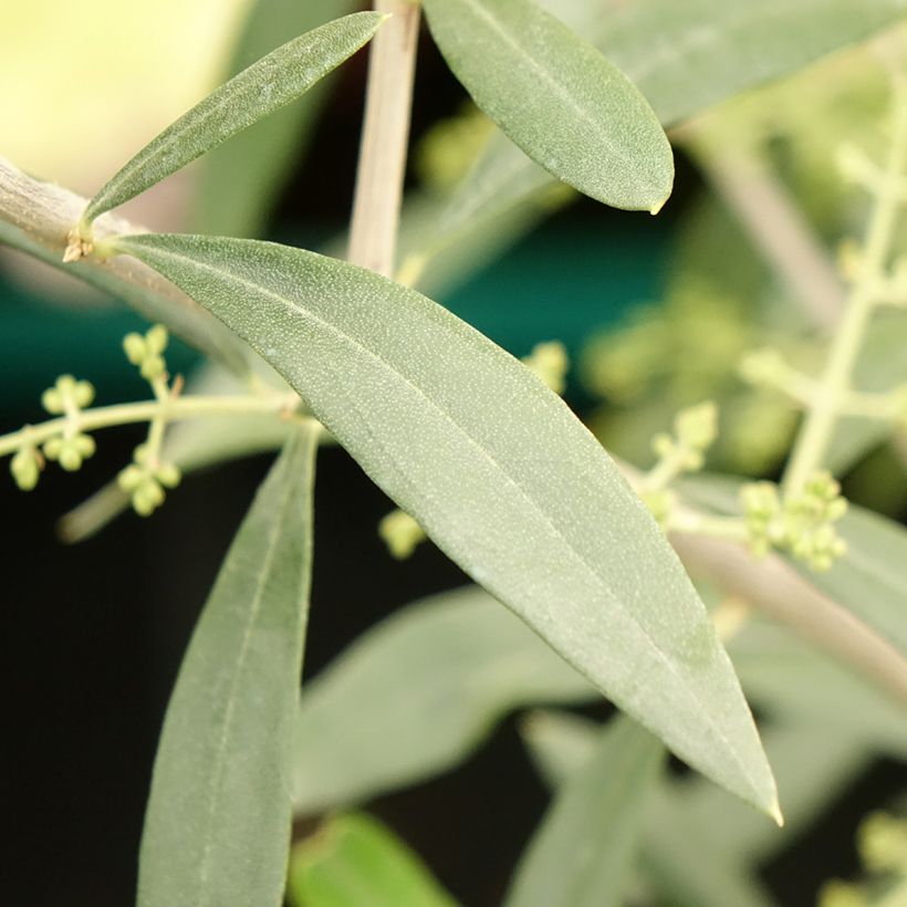 Olijfboom Negrette (Blad)