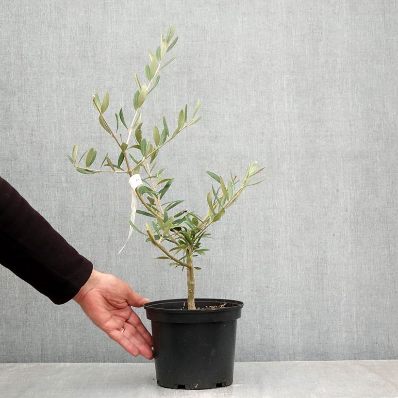 Exemplaar van Olijfboom Picholine Pot van 3 l/4 l, Pol zoals geleverd in de herfst