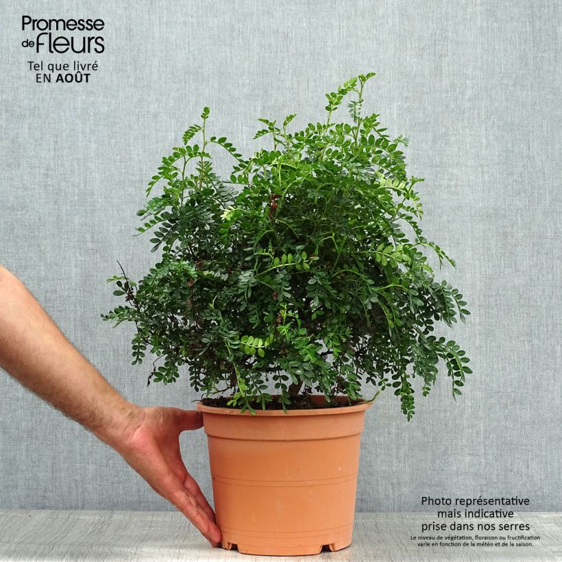 Exemplaar van Operculicarya decaryi - Olifantenboom Pot van 7,5 l/10 l zoals geleverd in de zomer