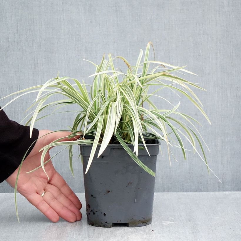 Exemplaar van Ophiopogon jaburan Albo Variegata - Slangenbaard Pot van 2 l/3 l zoals geleverd in de herfst
