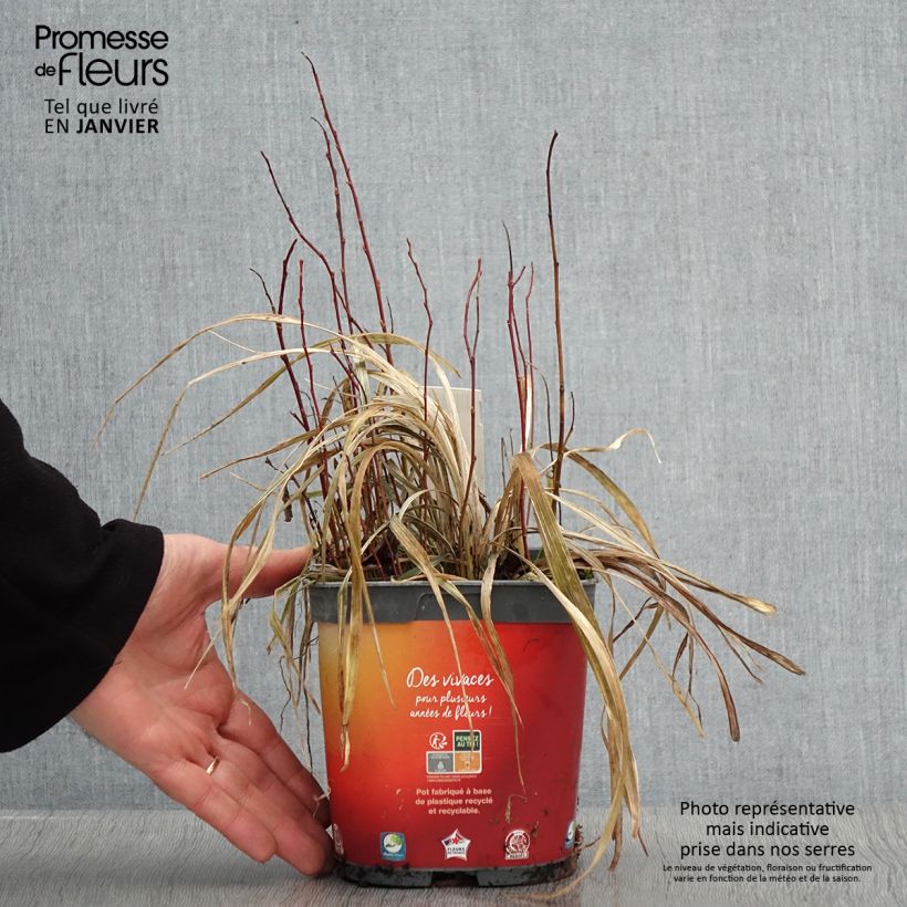 Example of Ophiopogon Albo variegata ou Albovariegatus Pot van 2 l/3 l as you get in hiver