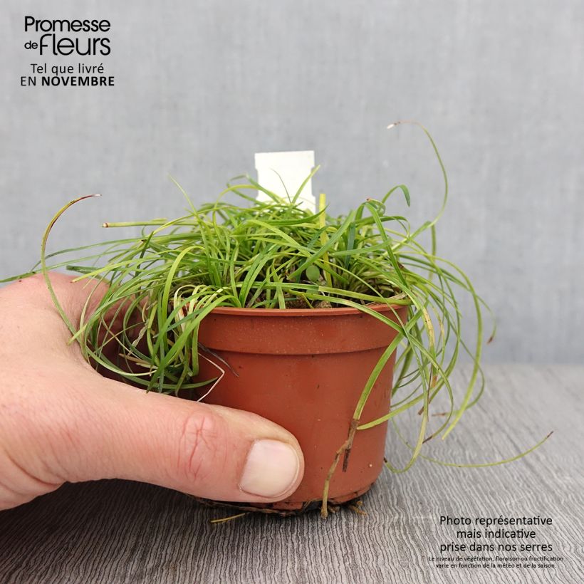Exemplaar van Ophiopogon chingii - Chinese slangenbaard Kweekpotje van 8/9 cm zoals geleverd in de herfst