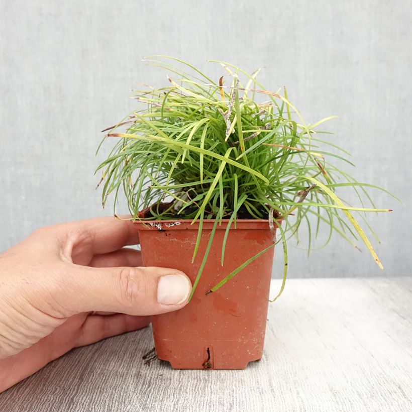 Exemplaar van Ophiopogon chingii - Chinese slangenbaard Kweekpotje van 8/9 cm zoals geleverd in de zomer