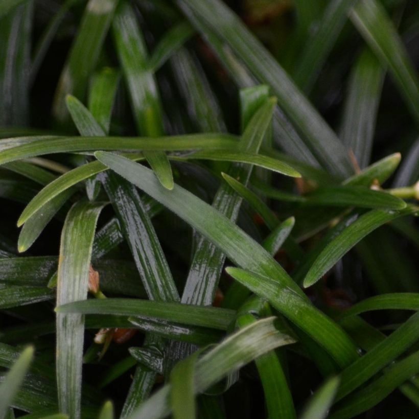 Ophiopogon japonicus Minor (Foliage)