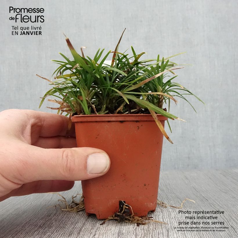 Example of Ophiopogon japonicus Minor - Japanse slangenbaard Kweekpotje van 8/9 cm as you get in hiver