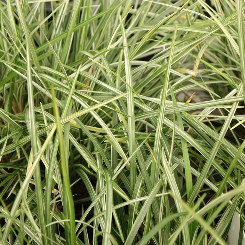 Ophiopogon japonicus Silver Mist - Japanse slangenbaard (Blad)