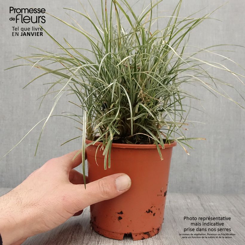 Example of Ophiopogon japonicus Silver Mist - Herbe aux turquoises panachée Pot van 1 l/1,5 l as you get in hiver