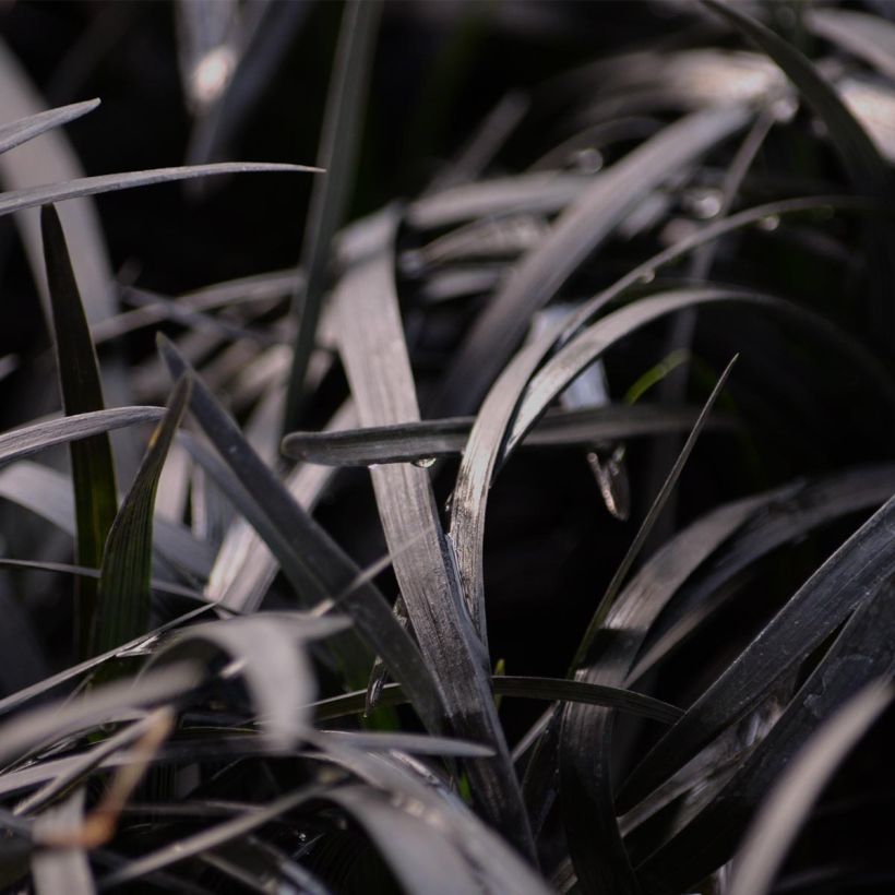 Ophiopogon planiscapus Nigrescens - Slangenbaard (Blad)