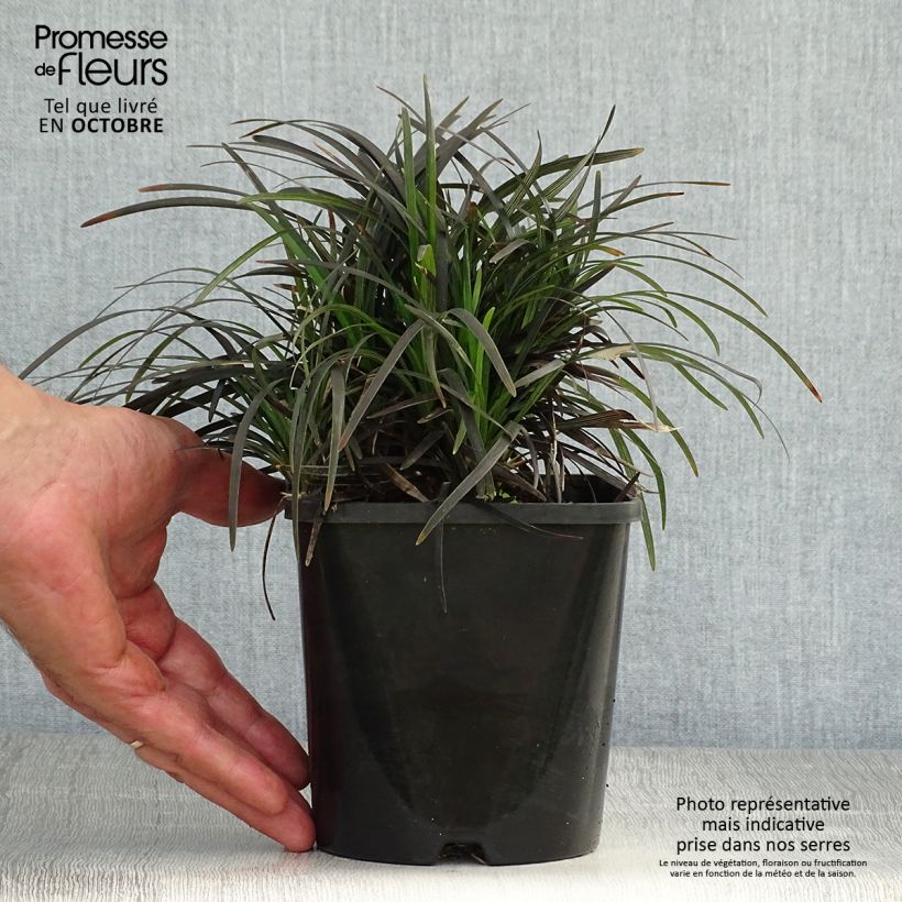 Exemplaar van Ophiopogon planiscapus Black Dragon - Slangenbaard Pot van 1 l/1,5 l zoals geleverd in de herfst