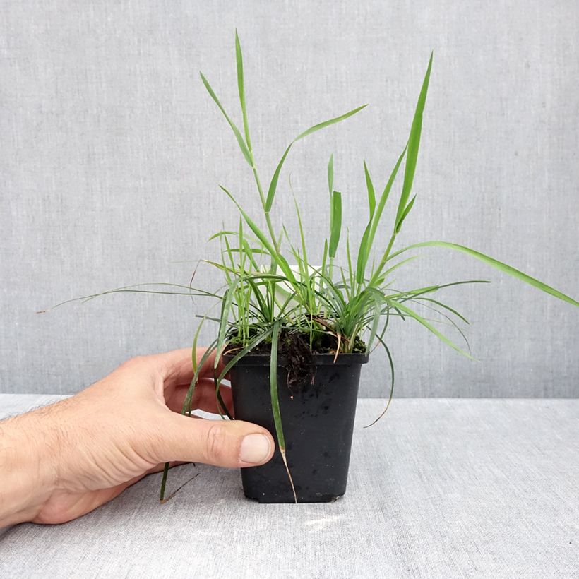 Exemplaar van Ophiopogon planiscapus - Slangenbaard Kweekpotje van 8/9 cm zoals geleverd in de herfst