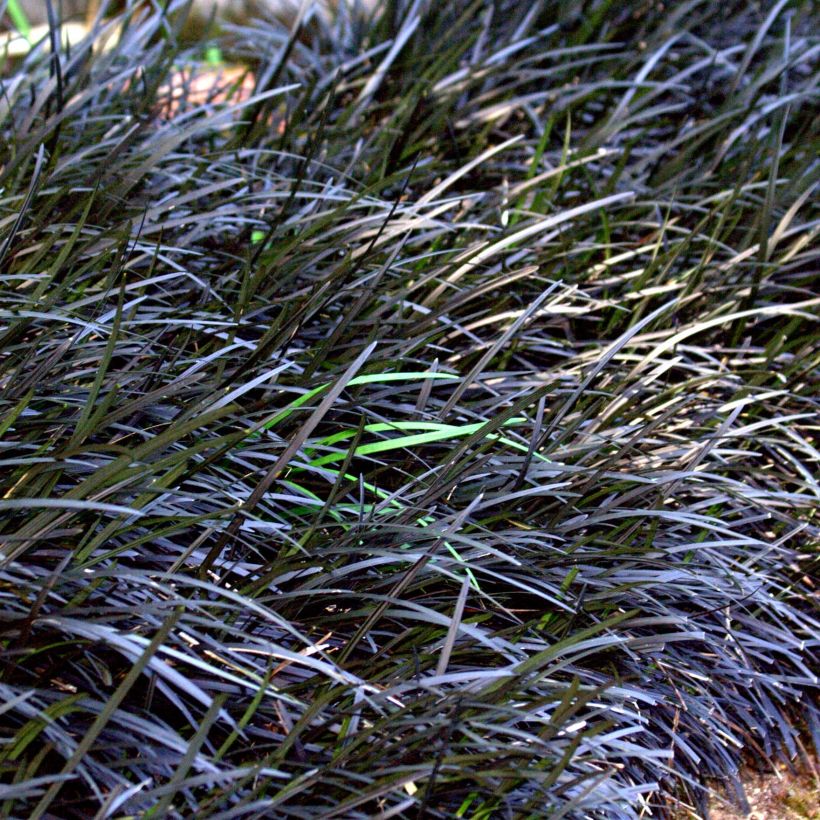Ophiopogon planiscapus Nigrescens - Slangenbaard (Groeiplaats)