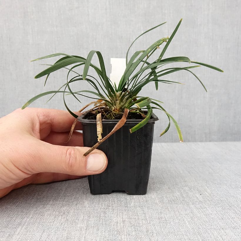 Exemplaar van Ophiopogon planiscapus Olivaceus Godet de 8/9 cm zoals geleverd in de winter