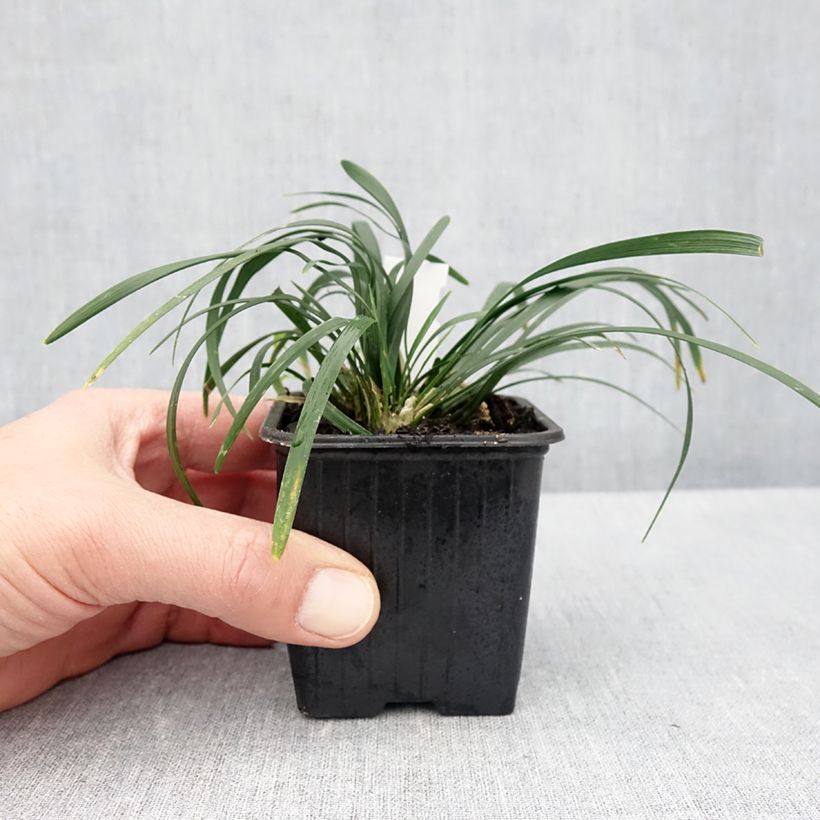 Exemplaar van Ophiopogon planiscapus Olivaceus - Slangenbaard Kweekpotje van 8/9 cm zoals geleverd in de lente
