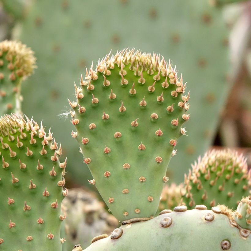 Opuntia basilaris - Schijfcactus (Blad)