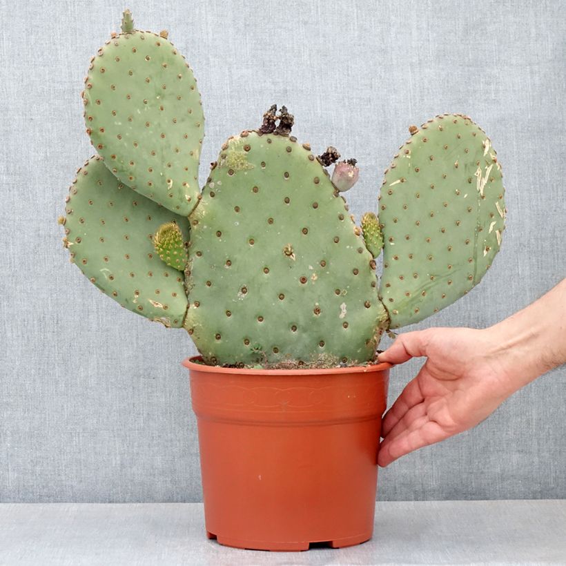 Example of Opuntia basilaris - Cactus raquette Pot van 4 l/5 l as you get in hiver