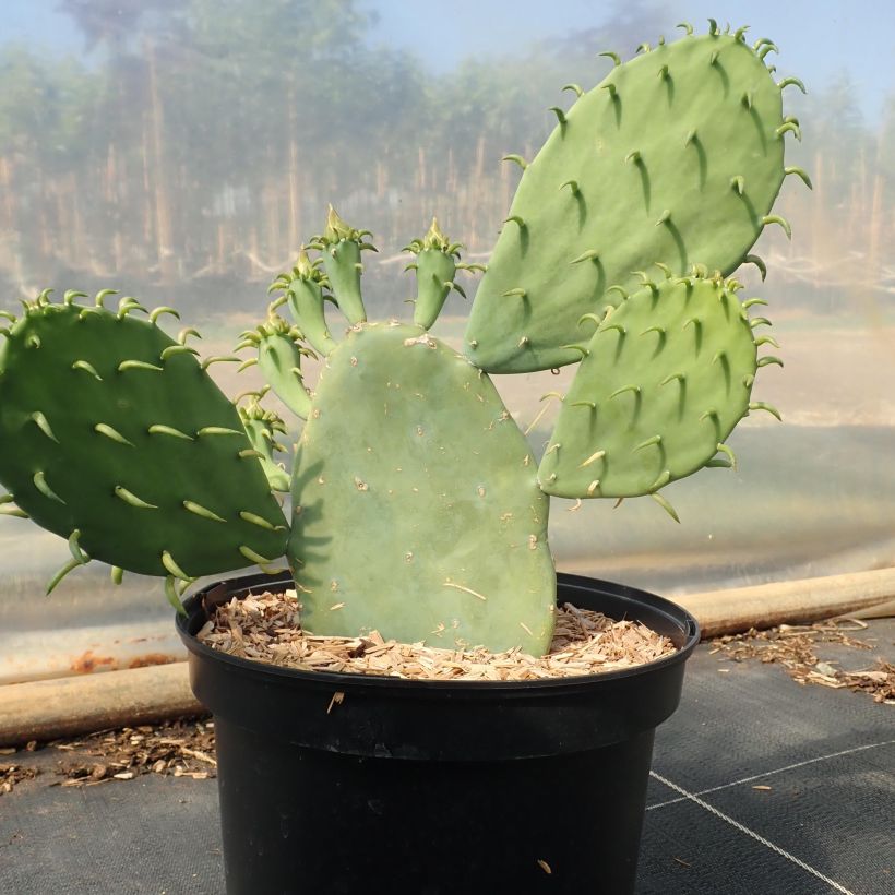 Opuntia cacanapa Ellisiana - Schijfcactus (Plant habit)