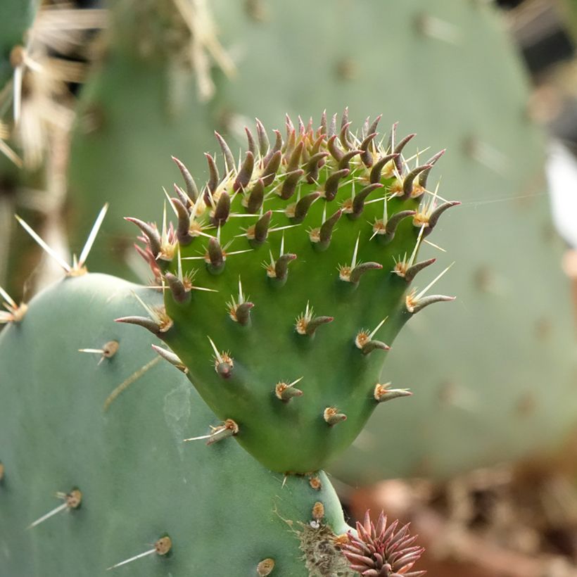Opuntia discata - Schijfcactus (Blad)
