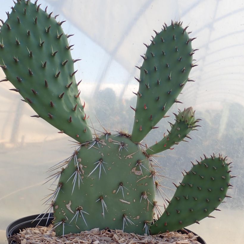 Opuntia dulcis - Schijfcactus (Plant habit)