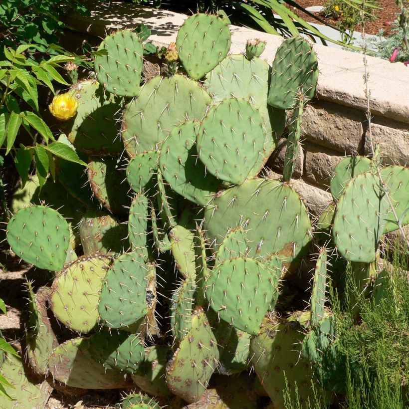 Opuntia engelmannii - Schijfcactus (Plant habit)