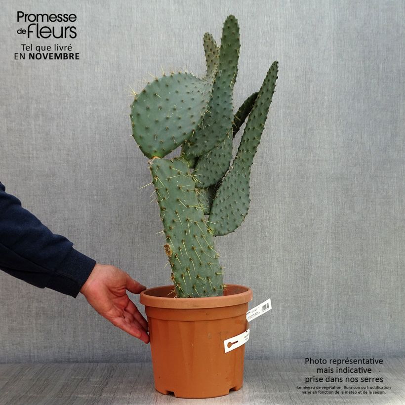Exemplaar van Opuntia engelmannii linguiformis - Schijfcactus Pot van 4 l/5 l zoals geleverd in de herfst