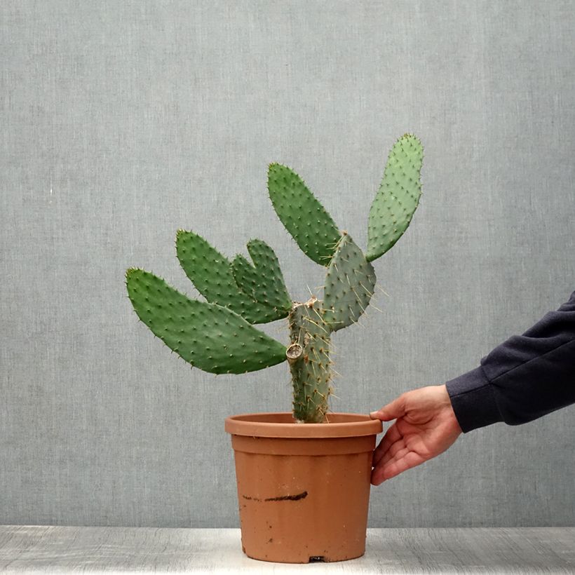Exemplaar van Opuntia engelmannii linguiformis - Schijfcactus Pot van 4 l/5 l zoals geleverd in de zomer